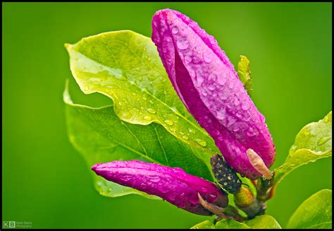 Purple Magnolia by KeldBach on DeviantArt