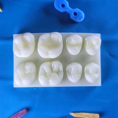 Modelo Dental D Modelo Dente Posterior Superior Treino Dente