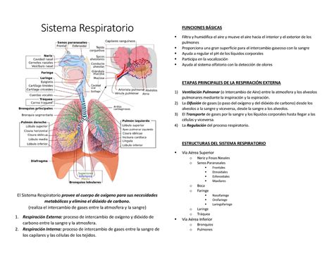 Sistema Respiratorio Resumen Sistema Respiratorio Fisiologia Images