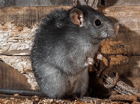 How To Get Rid Of Roof Rats 7 Effective Methods