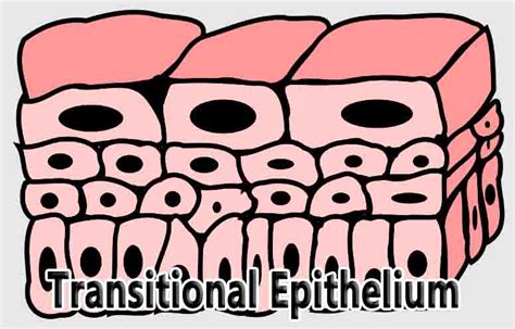 Transitional Epithelium - Study Achievement