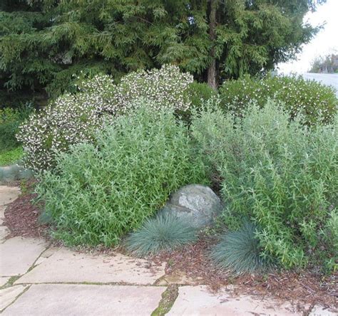 Chaparral - California Native Garden Foundation