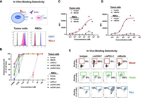 Dual Checkpoint Blockade Of Cd47 And Pd L1 Using An Affinity Tuned