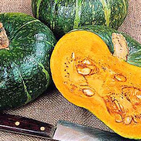 Burgess Buttercup Squash Seed 14 Lb 625 Seeds Winter Squash Non