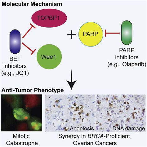 Bet Bromodomain Inhibition Synergizes With Parp Inhibitor In Epithelial