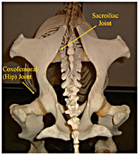 Equine Anatomy and Biomechanics: A Primer of Equine Engineering Part XII, The Pelvis | Pelvis ...