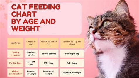 The Ultimate Cat Feeding Chart Cute Kitten