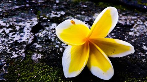 kemarin sore  goenoeng youtube