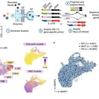 GoT Demonstrates Comingling Of Mutated And Wild Type Cells In DNMT3A