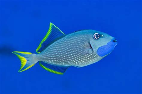 10 Blue And Yellow Fish Species To Know About Snorkel Planet