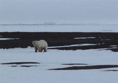 Polar Bears Of The Past Survived Warmth Uaf News And Information