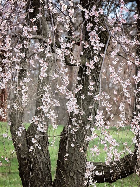 Yoshino Flowering Cherry Tree