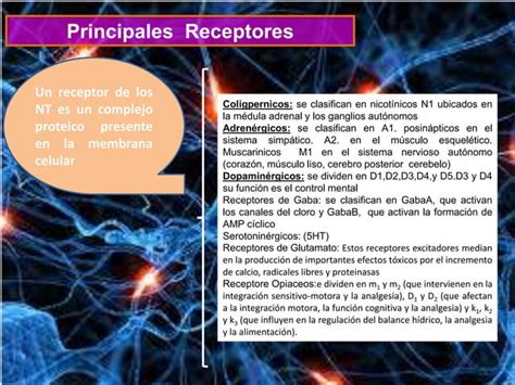 Neuronas Y Neurotransmisores Ppt