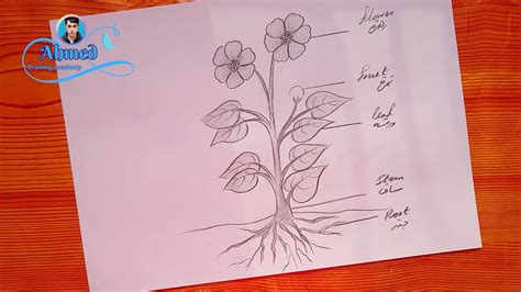 رسم اجزاء النبات رسم اجزاء النباتات Draw the parts of a plant Bir