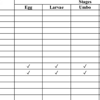 The Developmental Stages Of Pholas Orientalis In Sekinchan Selangor