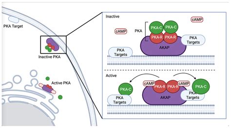 Life Free Full Text Functional Insights Into Protein Kinase A Pka Signaling From C Elegans