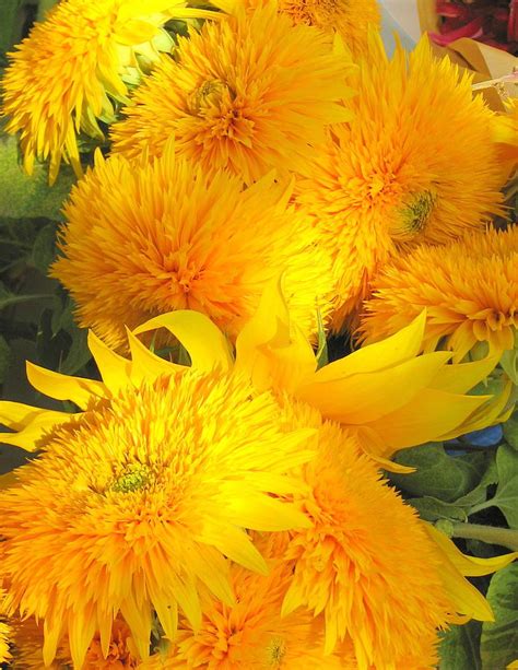 Teddy Bear Sunflowers Photograph by Carla Parris