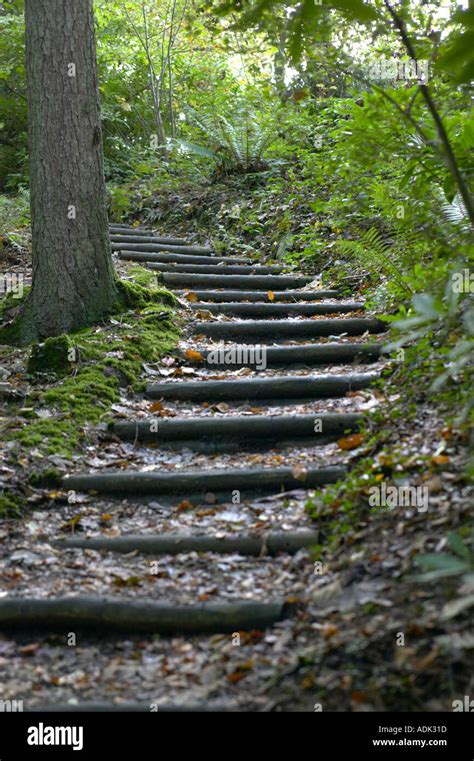 wooden steps in woodland garden Wales Stock Photo - Alamy