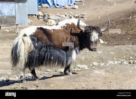 White Yak Hair Hi Res Stock Photography And Images Alamy