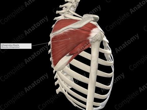 Infraspinatus Muscle | Complete Anatomy