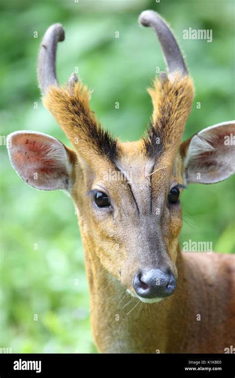 Indian Muntjac Hi Res Stock Photography And Images Alamy