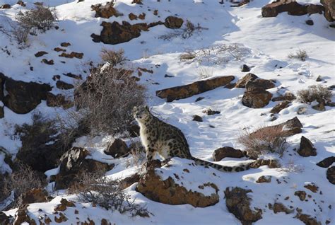 MONGOLIA: Winter Snow Leopards & Pallas’s Cat 2025