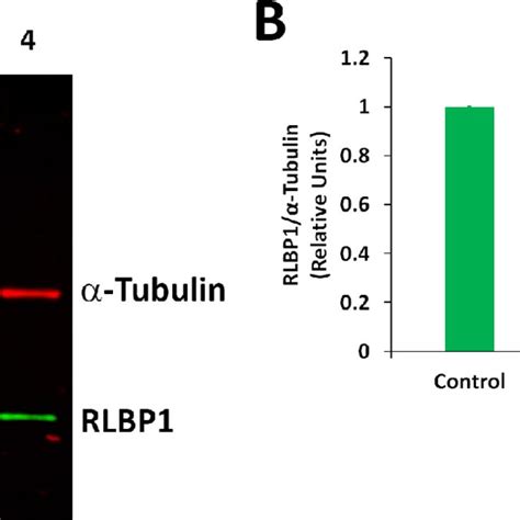 Proinflammatory Cytokines Decreased The Expression Of The Cdh Protein