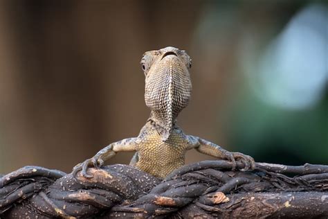 Lagarto Drag N Del Bosque Trepando En La Rama De Un Rbol Foto Premium