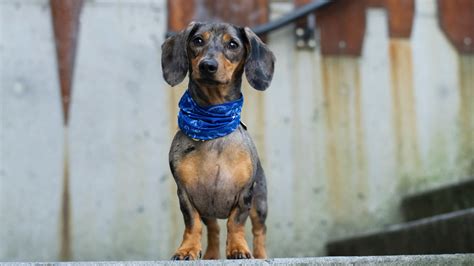 Everything You Need To Know About Dachshunds Napo Pet Care