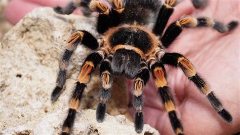 Tarantula Theraphosidae