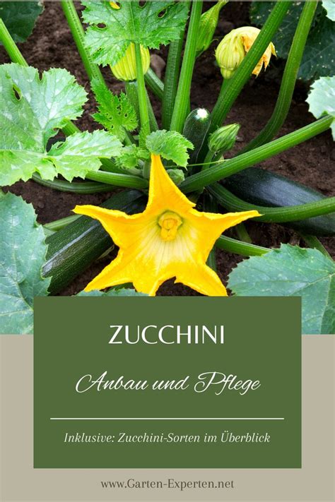 Zucchini Anbauen Pflegen Und Ernten In 2024 Zucchini Anbau Zucchini