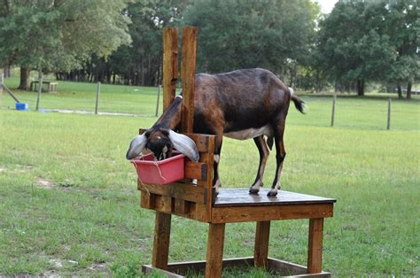 Handmade Goat Stand for Sale!