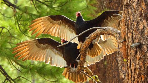 Why Are You Seeing Lots of Vultures Now? - Cool Green Science