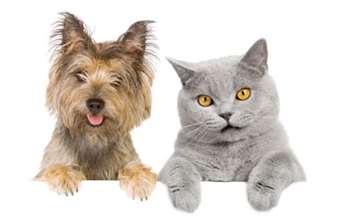 Cats VS. Dogs [Poll]