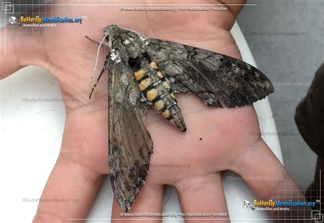 Tobacco Hornworm Moth