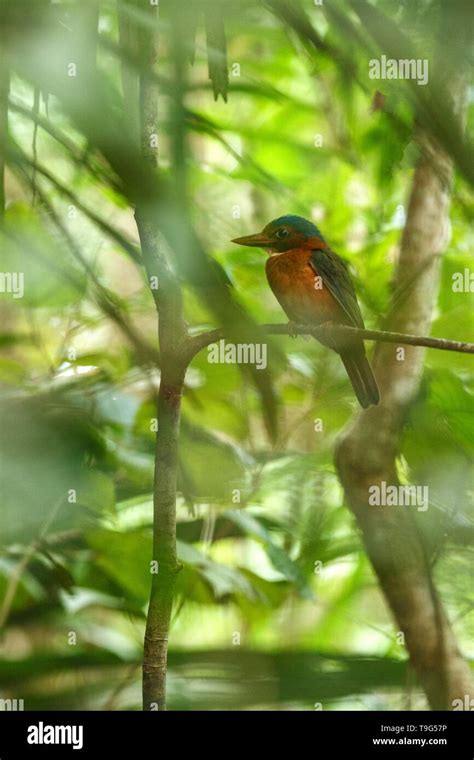 The Green Backed Kingfisher Perches On A Branch In Indonesian Jungle