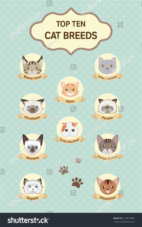 Pastel Top Ten Cat Breeds Poster Stock Vector (Royalty Free) 274814483