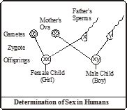 Sex Determination Biology Knowledgeuniverseonline