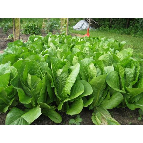 Romaine Lettuce Seeds