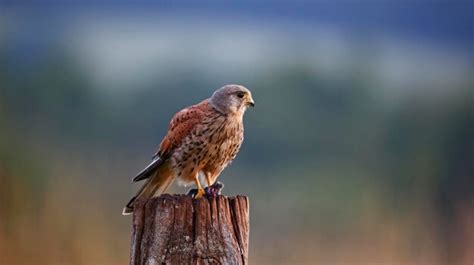 Premium Photo | Male kestrel hunting around the farm