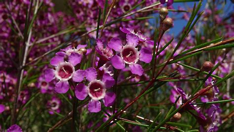 Purple Wax Flower