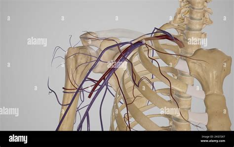 Contents of The Axilla-Blood Vessels Stock Photo - Alamy