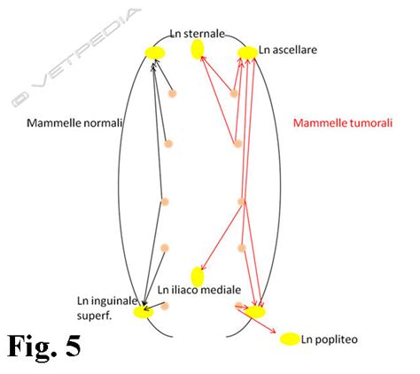 Tumori Mammari Del Cane Vetpedia L Enciclopedia Di Medicina Veterinaria