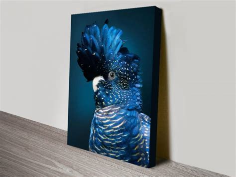 Buy Black Cockatoo II Australian Bird Print Canvas Prints Australia