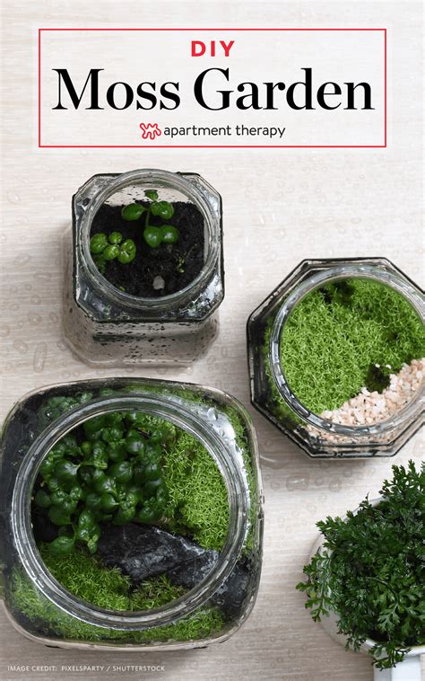 How To Grow Moss Here S How To Grow Moss In 5 Steps Moss Garden