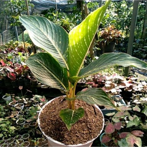 Jual Tanaman Hias Pisang Golden Banana Gold Pisang Varigata Bunga