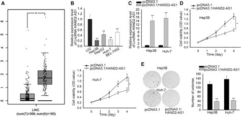 Lncrna Hand2 As1 Inhibits Liver Cancer Cell Proliferation And Migration