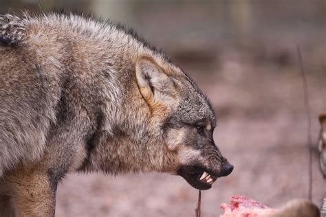 Pressemitteilung Vom 28 03 2023 Menschen In Lebensgefahr WOLFCENTER