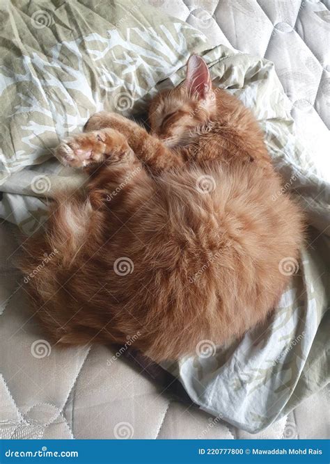 Cute Orange Teenager One Year Old Cat With Short Stumpy Tail Sleeping On Mattress Queen Sized