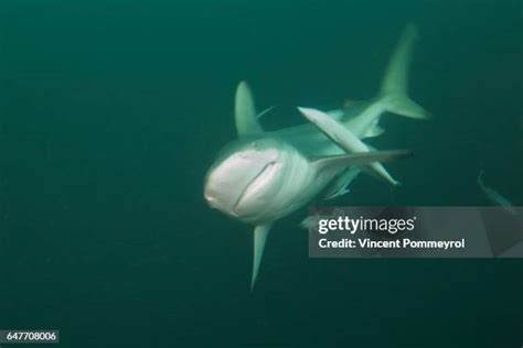 Carcharhinus Limbatus Photos and Premium High Res Pictures - Getty Images